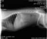 Diagn�stico por imagen