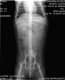 Diagn�stico por imagen