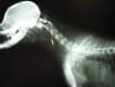 Traumatolog�a