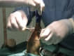 Traumatolog�a