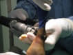 Traumatolog�a